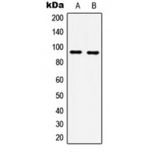LifeSab™ GRP94 Rabbit pAb (50 µl)