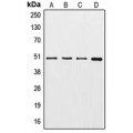 LifeSab™ Gamma-tubulin Rabbit pAb (50 µl)