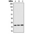LifeSab™ TWIST Rabbit pAb (50 µl)