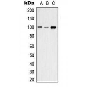 LifeSab™ VAV2 Rabbit pAb (50 µl)