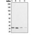 LifeSab™ XRCC2 Rabbit pAb (50 µl)