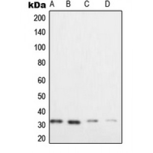 LifeSab™ XRCC2 Rabbit pAb (50 µl)