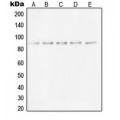 LifeSab™ Ku80 Rabbit pAb (50 µl)
