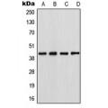 LifeSab™ Podocin Rabbit pAb (50 µl)