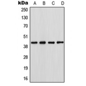 LifeSab™ Podocin Rabbit pAb (50 µl)