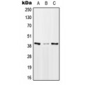 LifeSab™ mTERF Rabbit pAb (50 µl)
