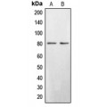 LifeSab™ BRD3 Rabbit pAb (50 µl)