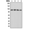 LifeSab™ LZTR1 Rabbit pAb (50 µl)