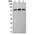LifeSab™ Frizzled 8 Rabbit pAb (50 µl)