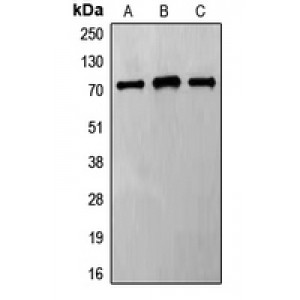 LifeSab™ Frizzled 8 Rabbit pAb (50 µl)