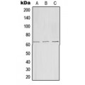 LifeSab™ Frizzled 9 Rabbit pAb (50 µl)