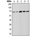 LifeSab™ FOXN1 Rabbit pAb (50 µl)