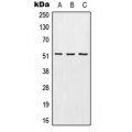 LifeSab™ EDG6 Rabbit pAb (50 µl)