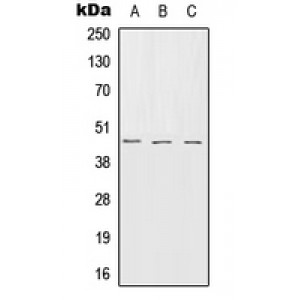 LifeSab™ Serpin B7 Rabbit pAb (50 µl)