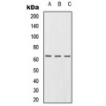 LifeSab™ URI1 Rabbit pAb (50 µl)