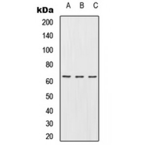 LifeSab™ URI1 Rabbit pAb (50 µl)