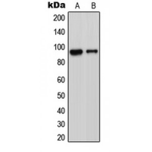 LifeSab™ ADAM23 Rabbit pAb (50 µl)