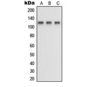 LifeSab™ Neuropilin 1 Rabbit pAb (50 µl)
