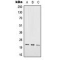 LifeSab™ RAB7L1 Rabbit pAb (50 µl)