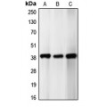 LifeSab™ p39 Rabbit pAb (50 µl)