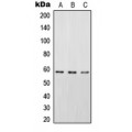LifeSab™ STAM2 (pY192) Rabbit pAb (50 µl)
