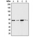 LifeSab™ ANGPTL1 Rabbit pAb (50 µl)