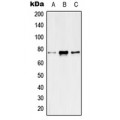 LifeSab™ Kv7.4 Rabbit pAb (50 µl)