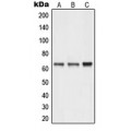 LifeSab™ NEURL1 Rabbit pAb (50 µl)