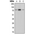 LifeSab™ CNT1 Rabbit pAb (50 µl)