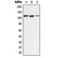 LifeSab™ GEF H1 Rabbit pAb (50 µl)