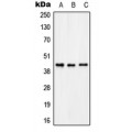 LifeSab™ KCNAB3 Rabbit pAb (50 µl)