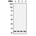 LifeSab™ COX5A Rabbit pAb (50 µl)