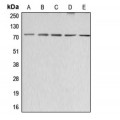 LifeSab™ ABCG2 Rabbit pAb (50 µl)
