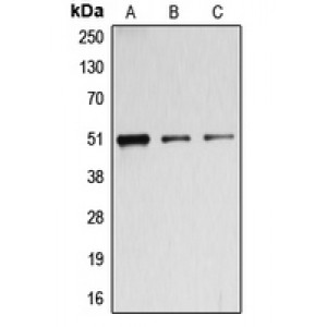 LifeSab™ BAGE5 Rabbit pAb (50 µl)