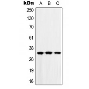 LifeSab™ MAD2L1BP Rabbit pAb (50 µl)
