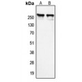 LifeSab™ NCOR1 Rabbit pAb (50 µl)