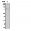 LifeSab™ ABCG1 Rabbit pAb (50 µl)
