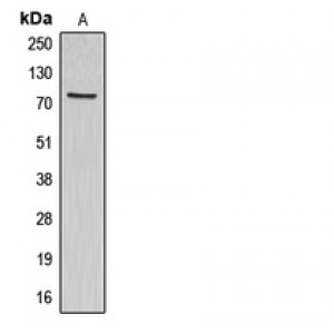 LifeSab™ ABCG1 Rabbit pAb (50 µl)