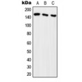 LifeSab™ ARHGEF10 Rabbit pAb (50 µl)