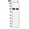 LifeSab™ N4BP1 Rabbit pAb (50 µl)