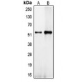 LifeSab™ CEP57 Rabbit pAb (50 µl)