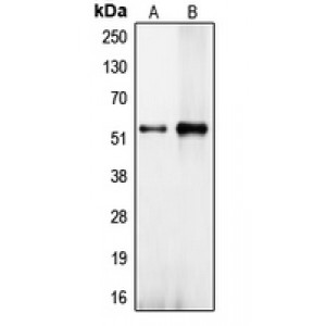 LifeSab™ CEP57 Rabbit pAb (50 µl)