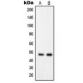 LifeSab™ GPRIN2 Rabbit pAb (50 µl)