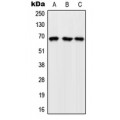 LifeSab™ GFR Rabbit pAb (50 µl)