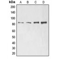 LifeSab™ ELMO1 Rabbit pAb (50 µl)