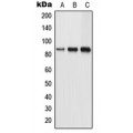 LifeSab™ TLK1 Rabbit pAb (50 µl)