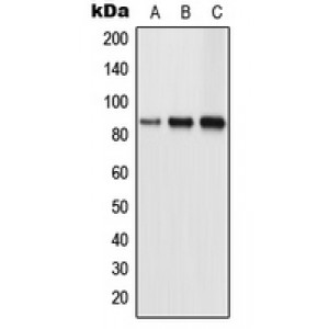 LifeSab™ TLK1 Rabbit pAb (50 µl)