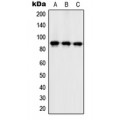 LifeSab™ ZC3H11A Rabbit pAb (50 µl)