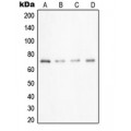 LifeSab™ UBA2 Rabbit pAb (50 µl)