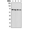LifeSab™ FARSB Rabbit pAb (50 µl)